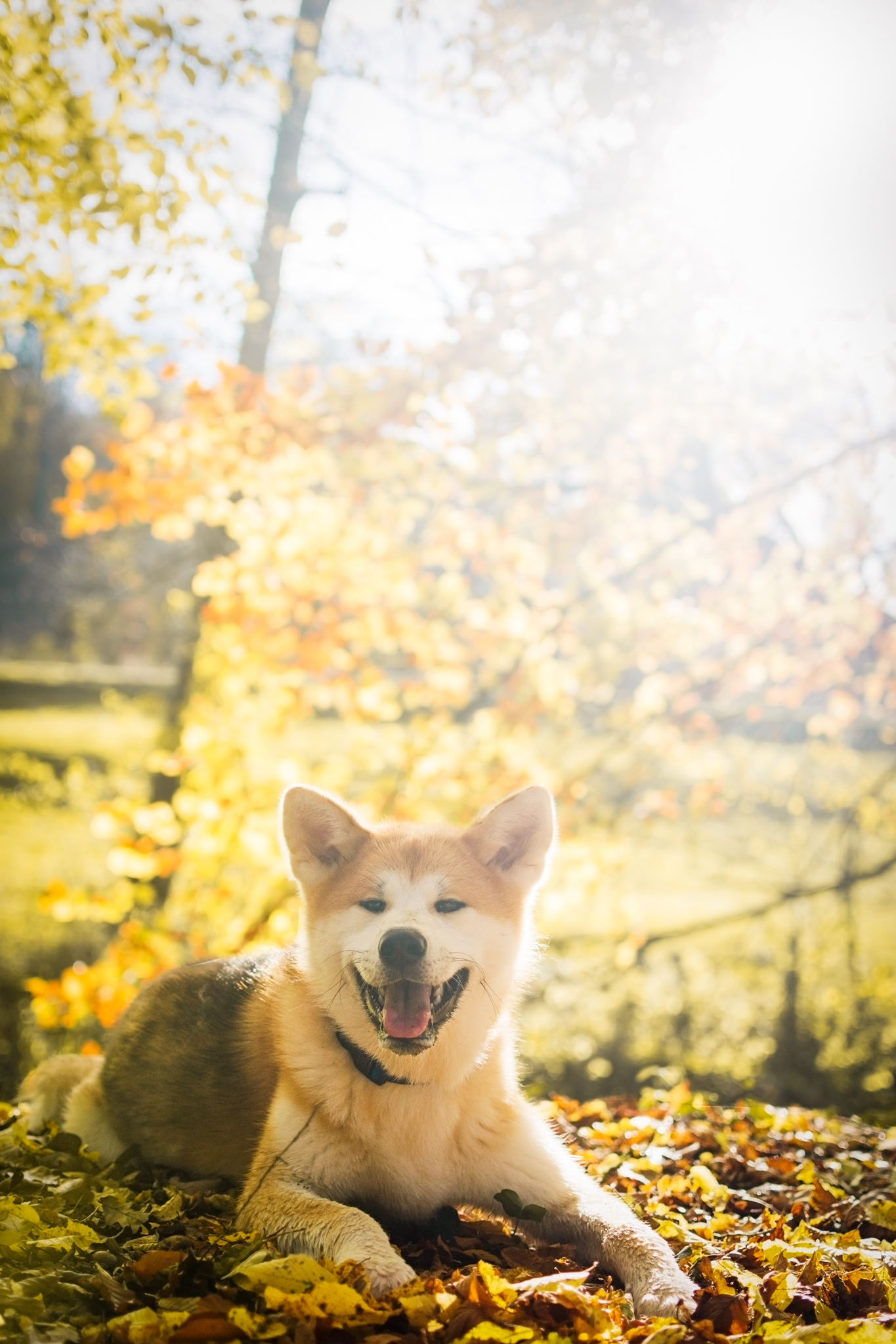 Chien Akita Inu en automne avec du soleil