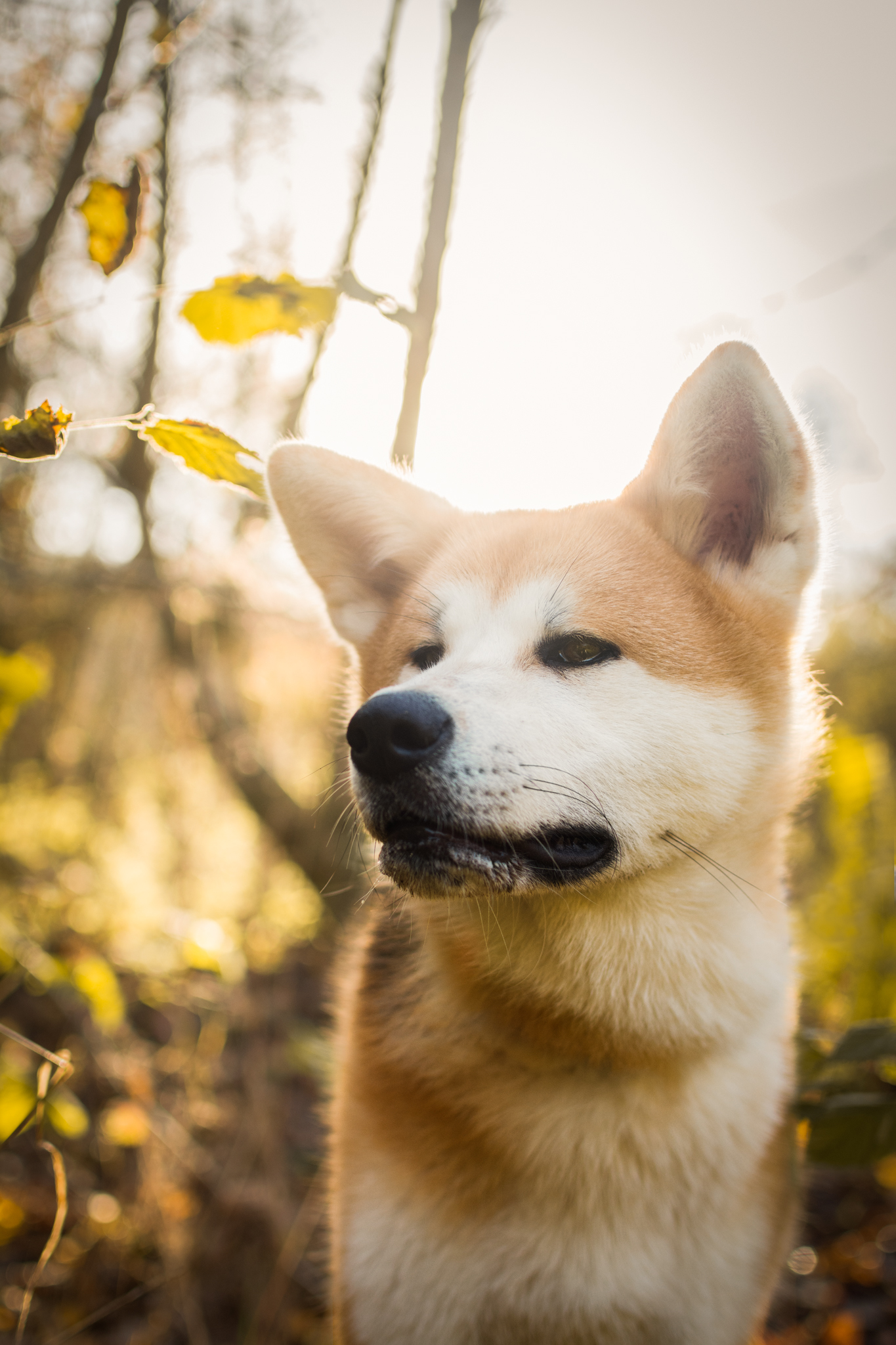 Portrait de chien Akita Inu