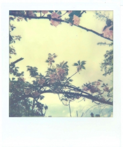 Polaroid d'un arbre en fleur