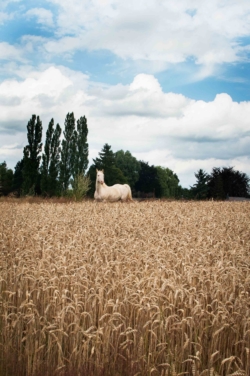 Un cheval dans un champs