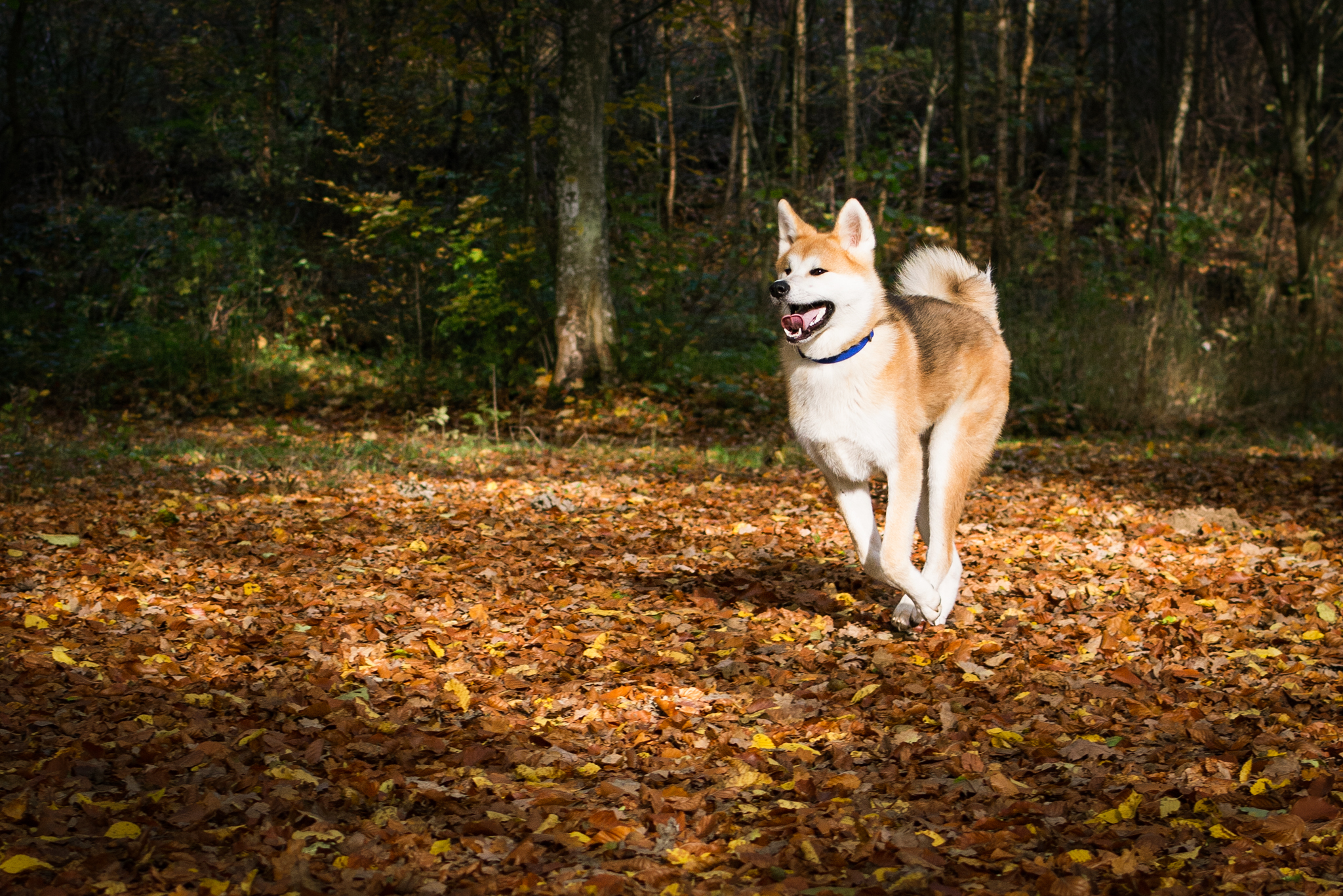 Chien Akita Inu qui court dans la forêt en automne